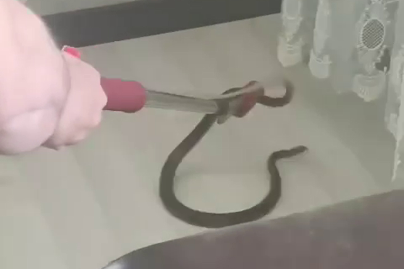 Malatya'da evde görülen yılan korkuttu