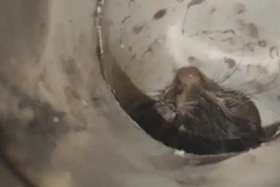 Çatıdaki gider borusuna düşen kedi itfaiye ekipleri tarafından kurtarıldı