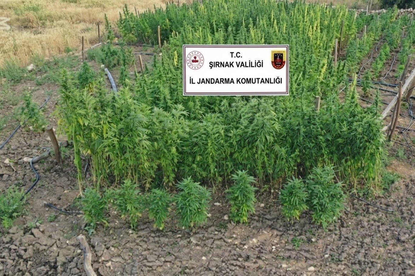 ŞIRNAK'TA JANDARMADAN OPERASYON: 111 GÖZALTI