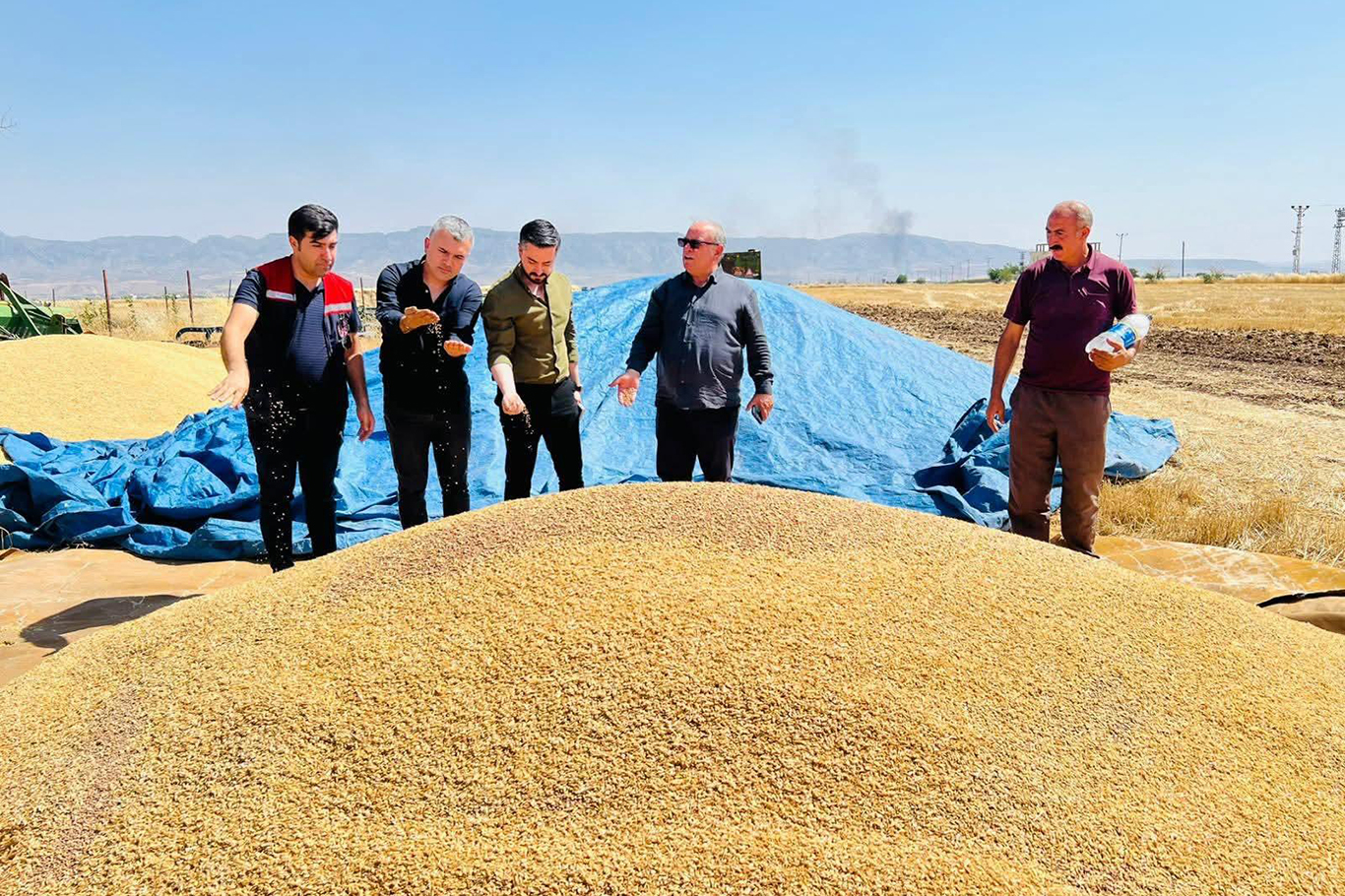 Şırnak’ta atıl araziler TAKE Projesi ile kırmızı mercimek üretimine kazandırıldı