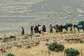 حمله شهرک‌نشینان یهودی در یطا: ۴ فلسطینی زخمی شدند و ۶۰ درخت از بین رفت