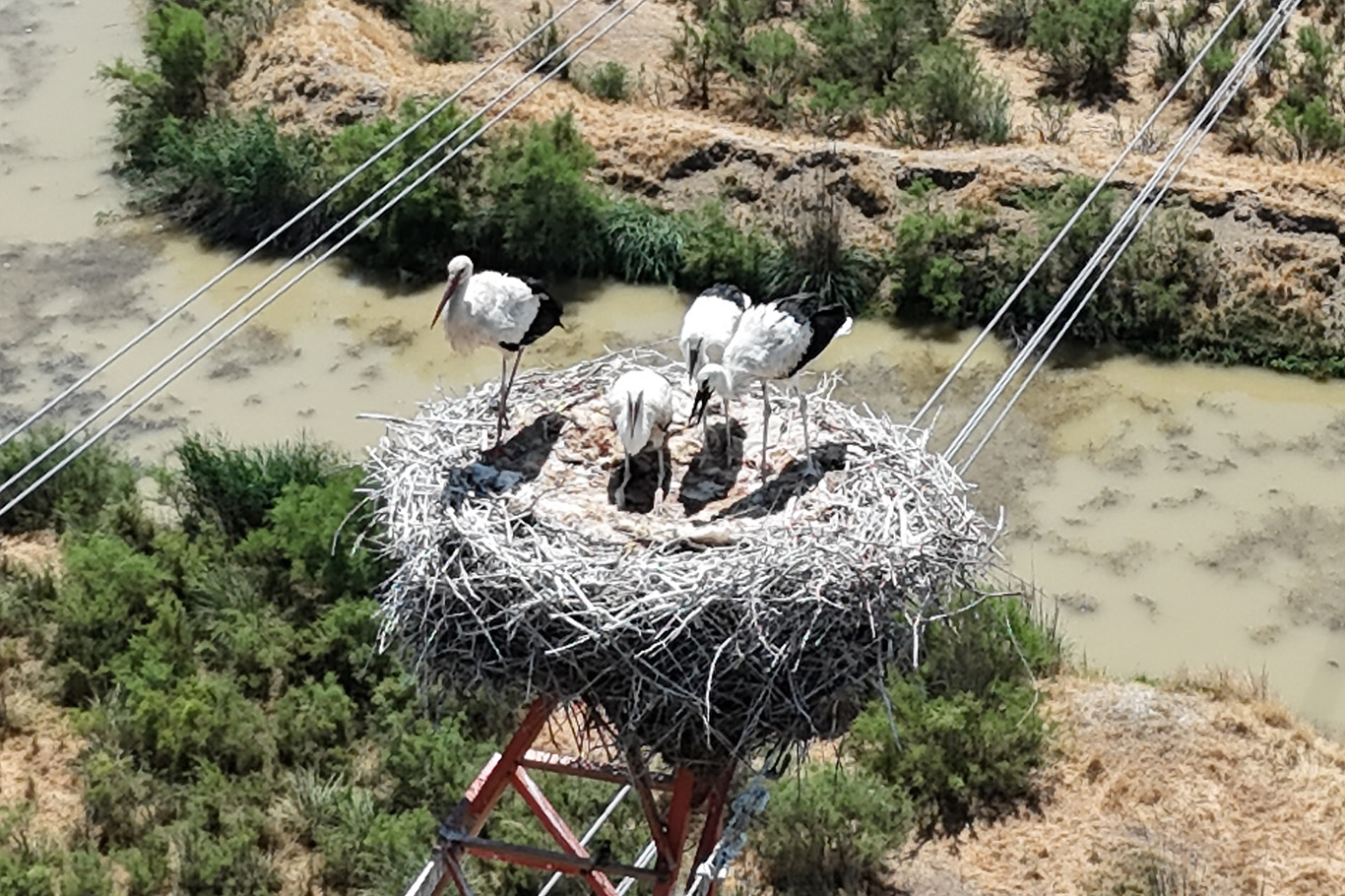 Batman Çayı leyleklerin uğrak noktası oldu