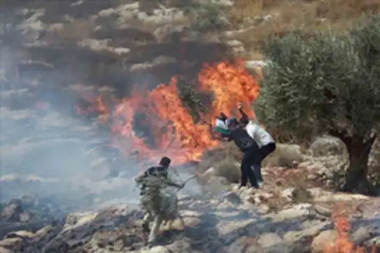 مستوطنون يحرقون أراضي زراعية ويطلقون النار على فلسطينيين شمال رام الله
