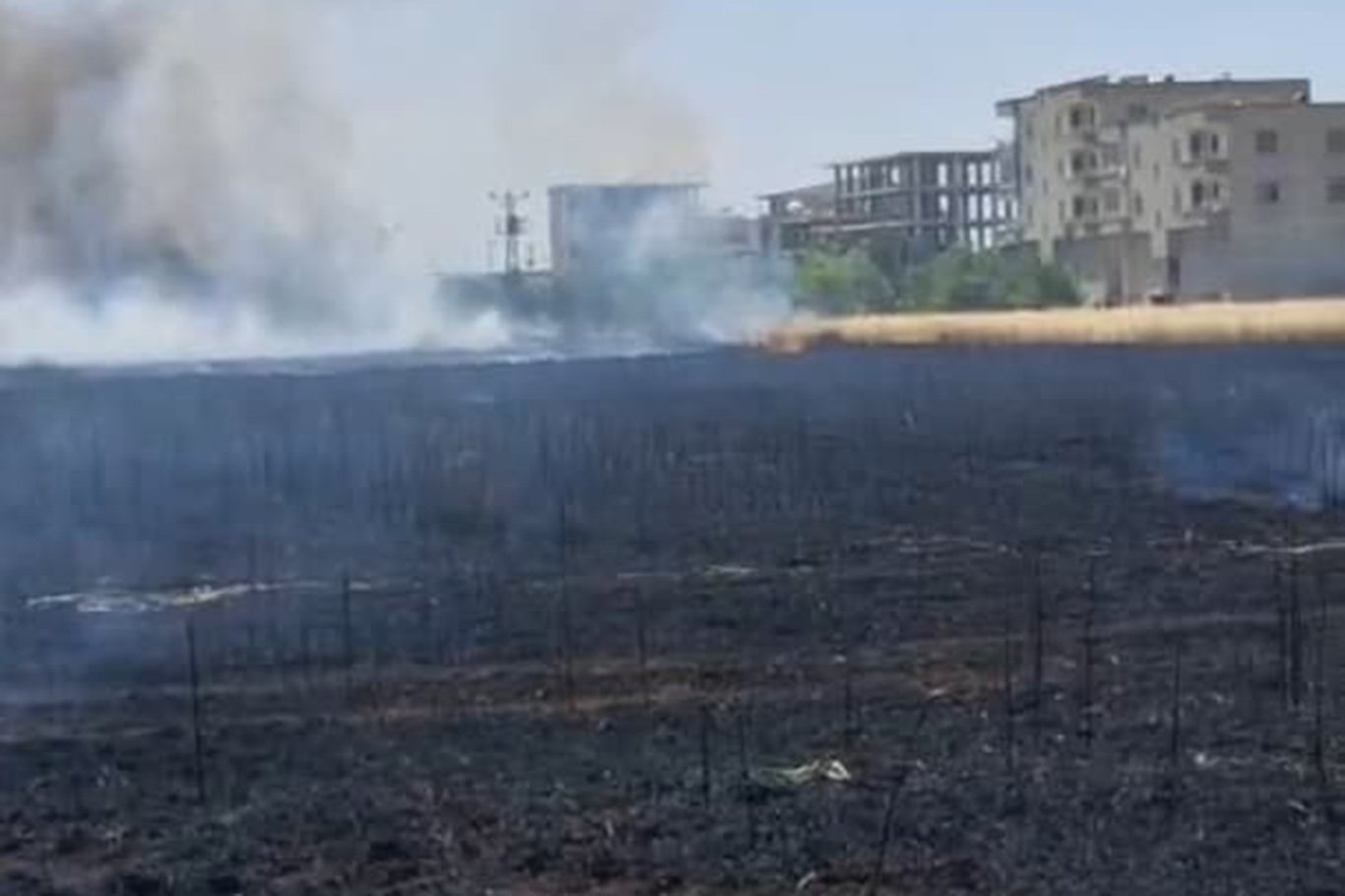 Diyarbakır'da buğday tarlası alevlere teslim oldu