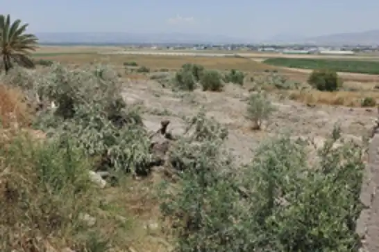 İşgalciler Filistin'de yüzlerce zeytin ağacını kökünden söktü