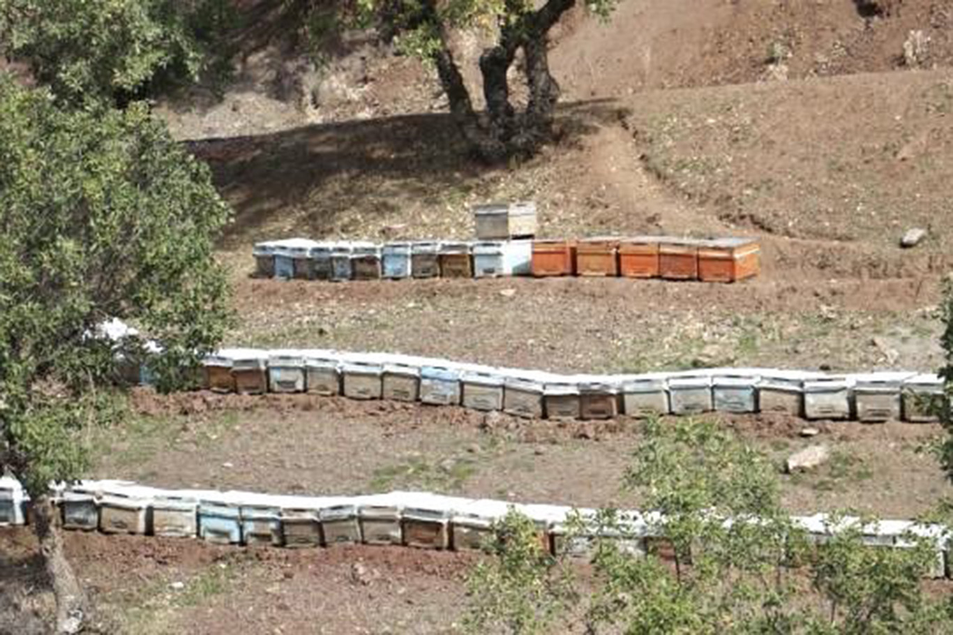 Sason balında hasat öncesi son kontroller yapılıyor