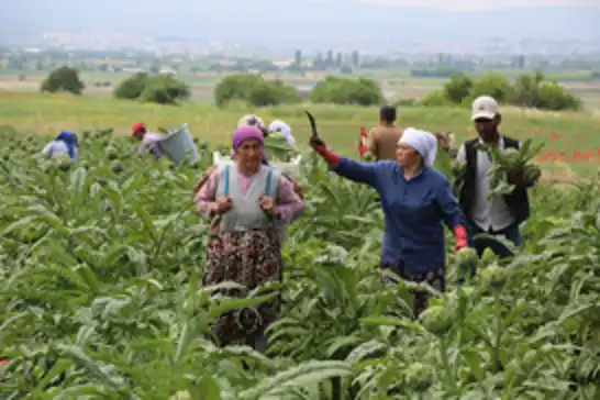 Bursa'nın tescili Hasanağa Enginarı'nda hasat başladı