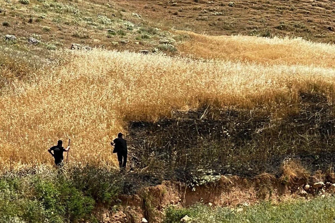 Cizre’de çıkan yangında 6 dönüm buğday tarlası küle döndü