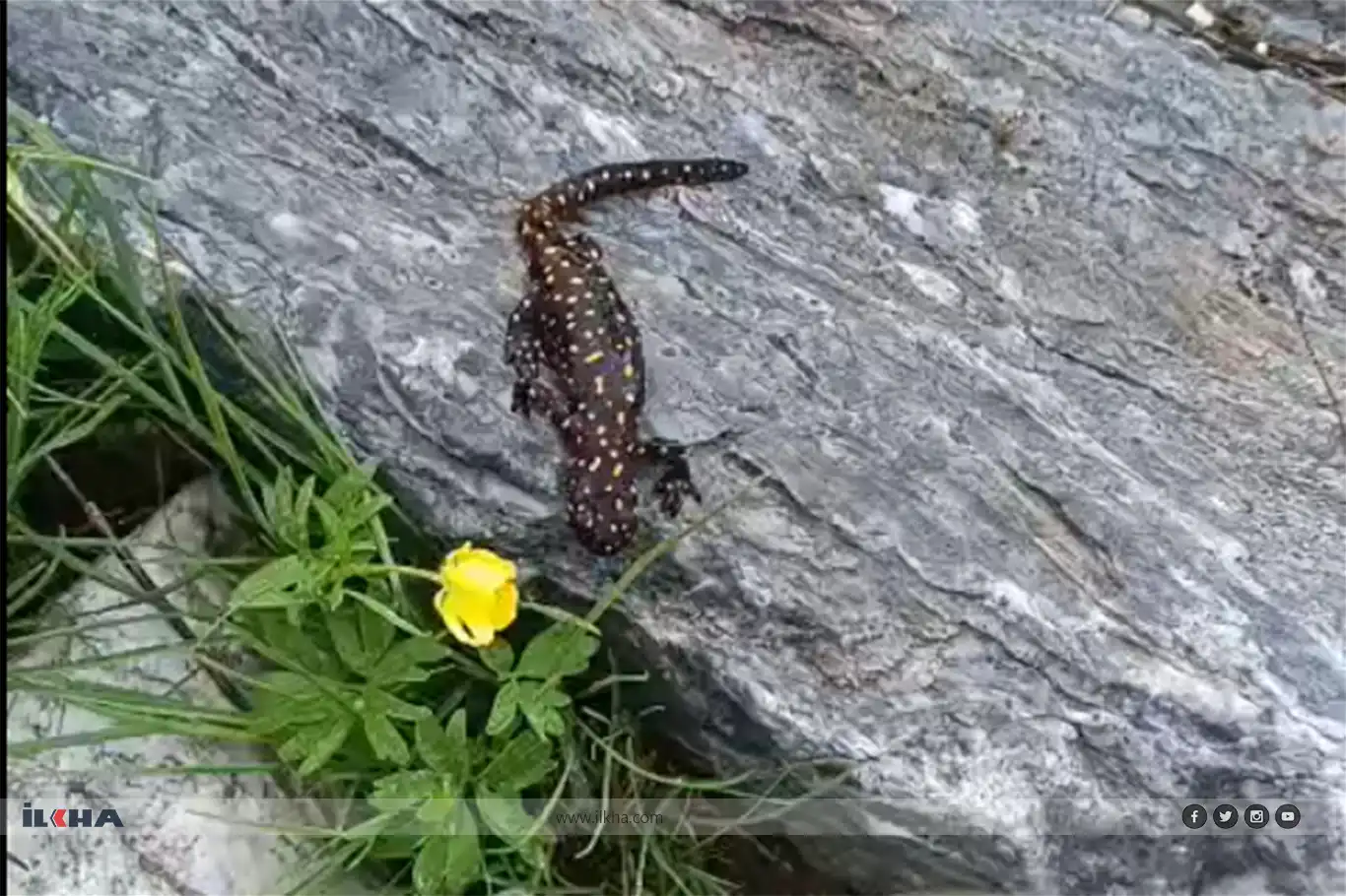 Endangered 'Anatolian salamander' spotted on Mount Mereto in southeastern Türkiye
