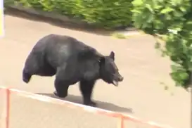 Bear captured near Tokyo after string of urban sightings sparks school closures