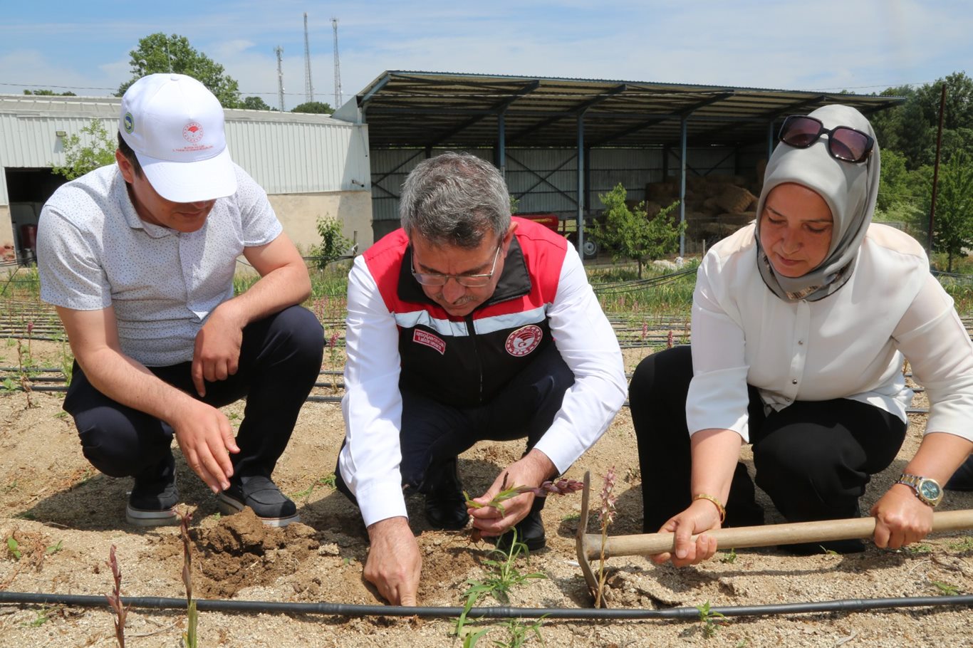 Bursa'da salep ve safranda hasadına başlandı