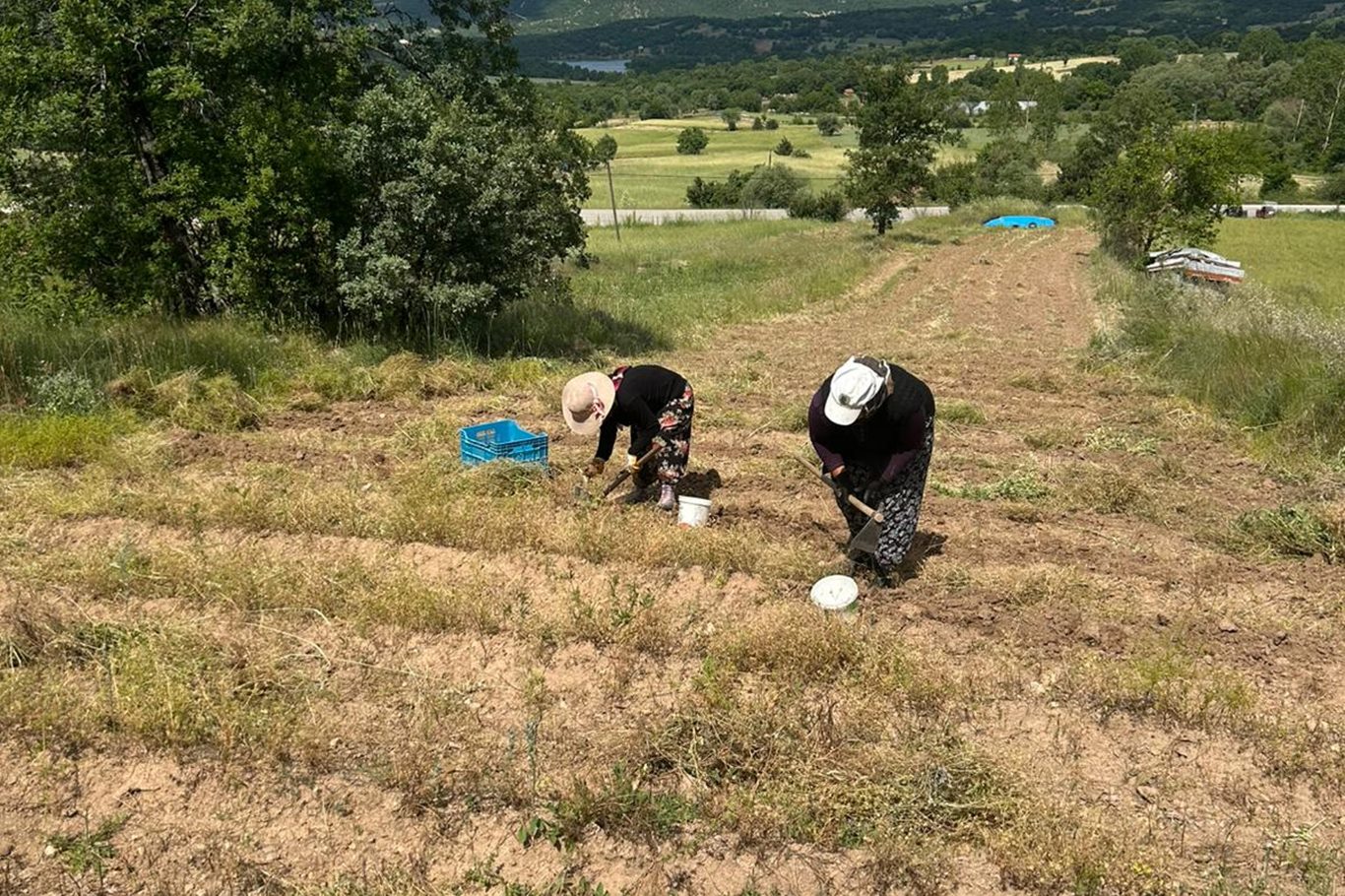 Bursa'da salep ve safranda hasadına başlandı