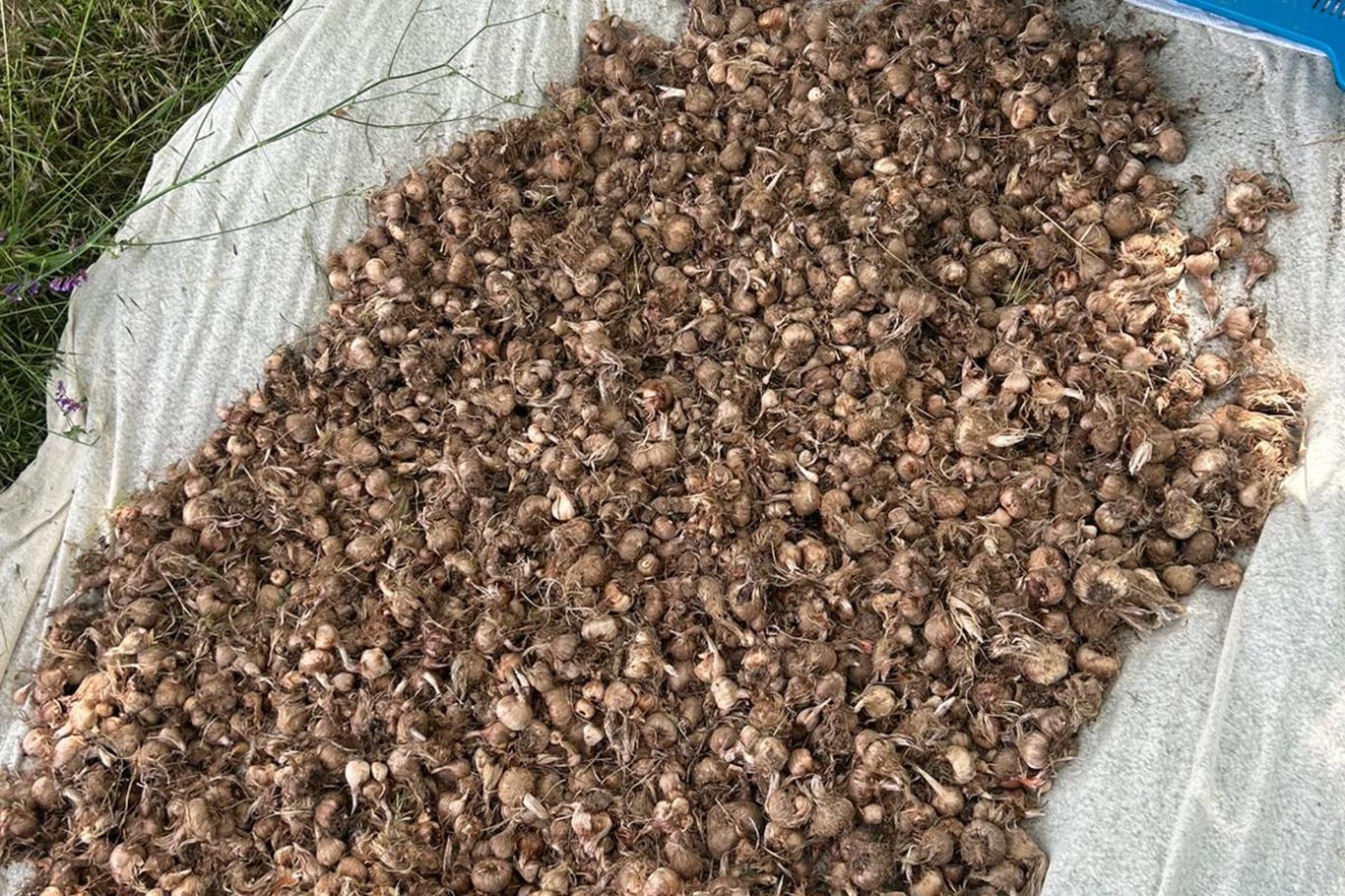 Bursa'da salep ve safranda hasadına başlandı