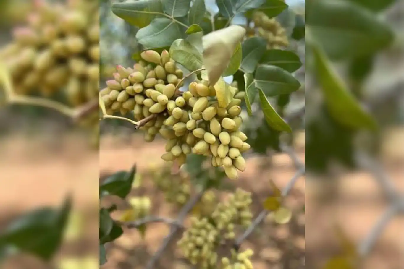 Keten köynek fıstığı aşırı yağışlardan olumsuz etkilendi