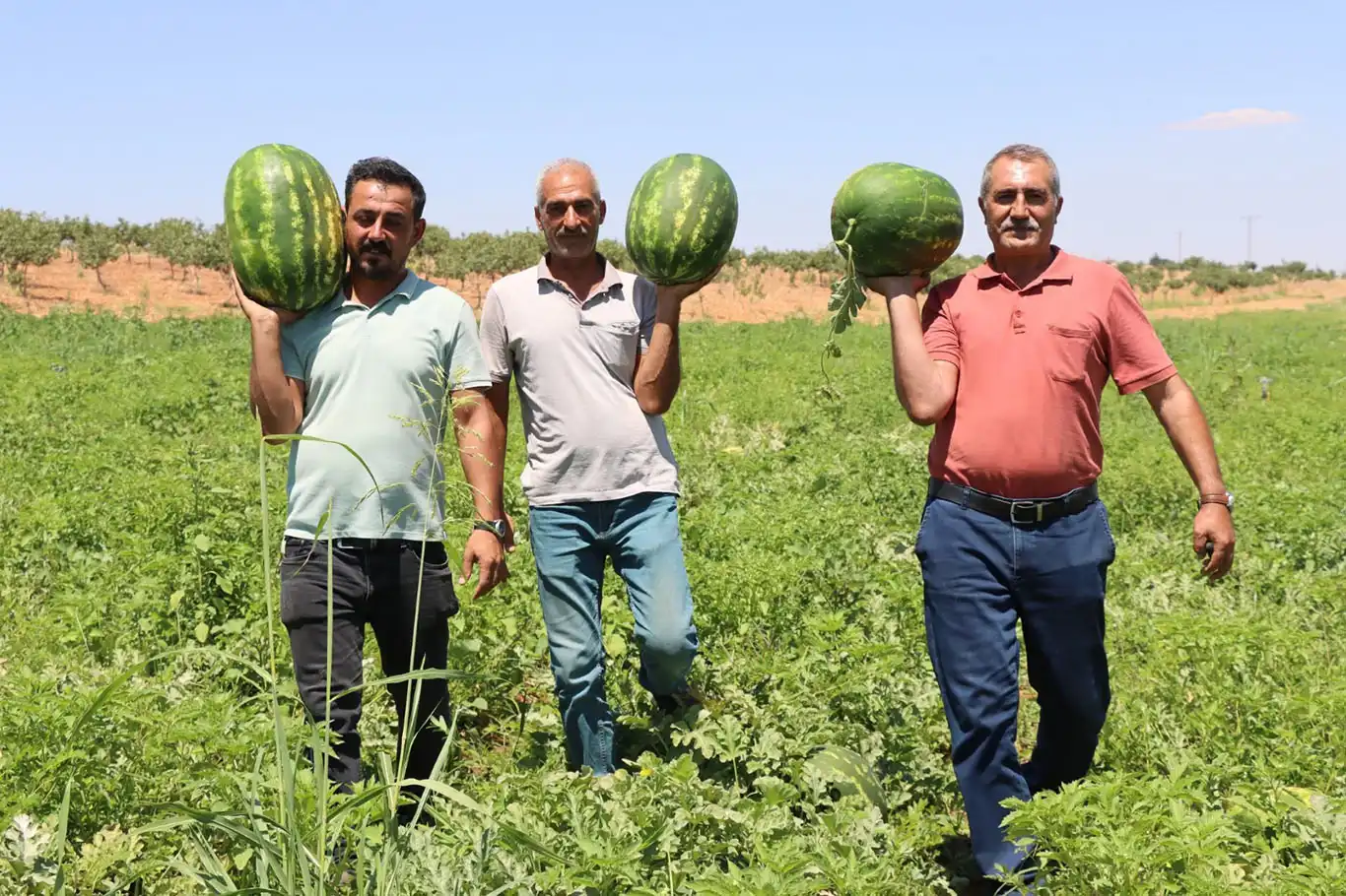 Kar suyunun bereketi Yaylak karpuzuna lezzet katıyor