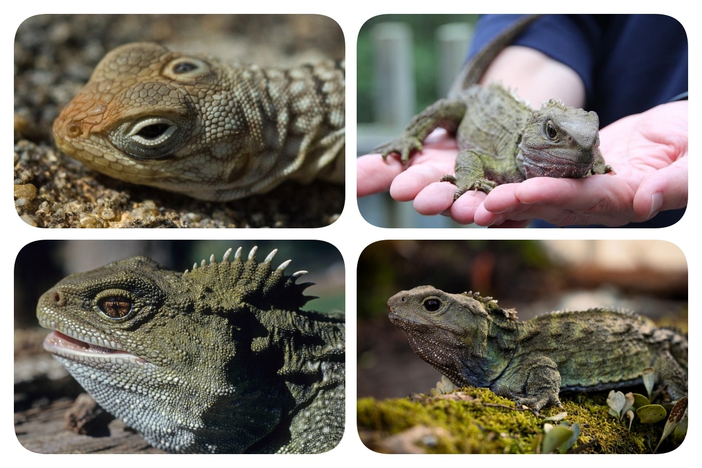 111-year-old father continues to fascinate scientists as tuatara reveals ancient secrets