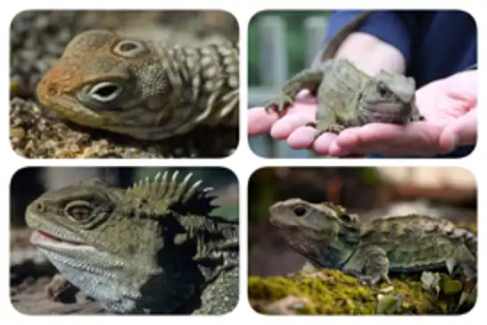 111-year-old father continues to fascinate scientists as tuatara reveals ancient secrets