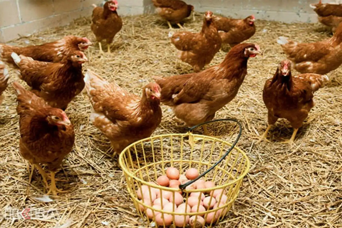 Türkiye's chicken meat production falls in May despite rise in egg output