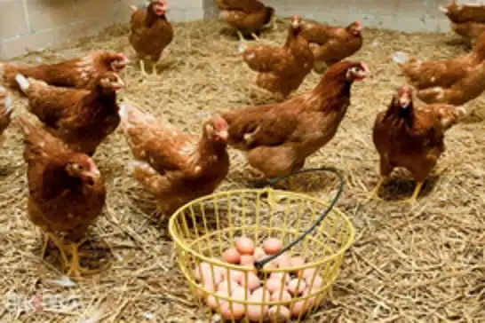 Türkiye's chicken meat production falls in May despite rise in egg output