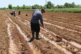 Tarımsal destek ödemeleri çiftçilerin hesaplarına aktarılacak