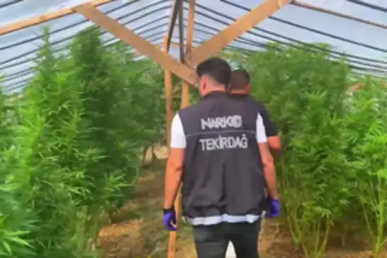 Tekirdağ'da bağ evine uyuşturucu operasyonu: 109 kök hint keneviri ele geçirildi