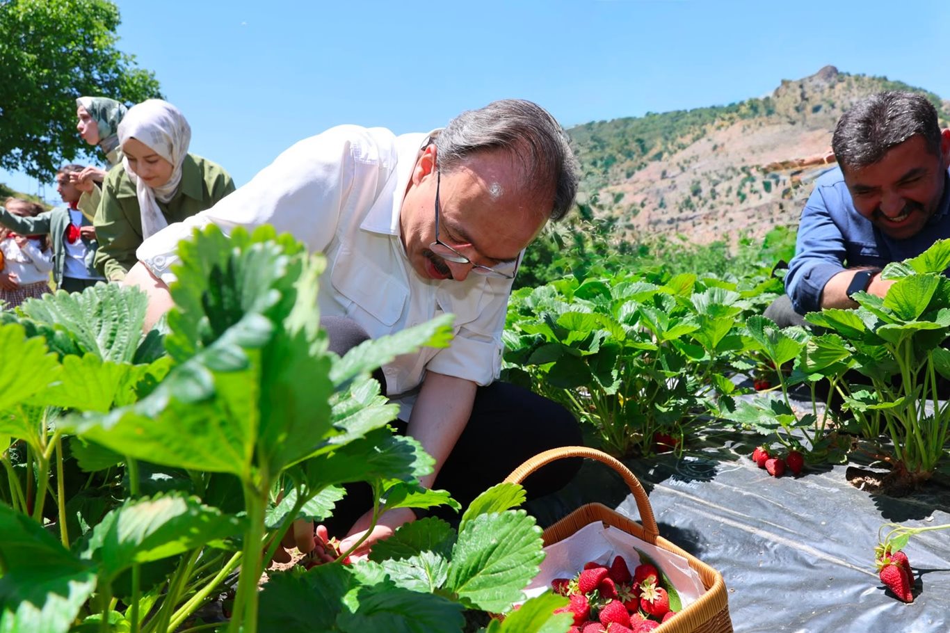 Siirt'te çilek hasadı başladı