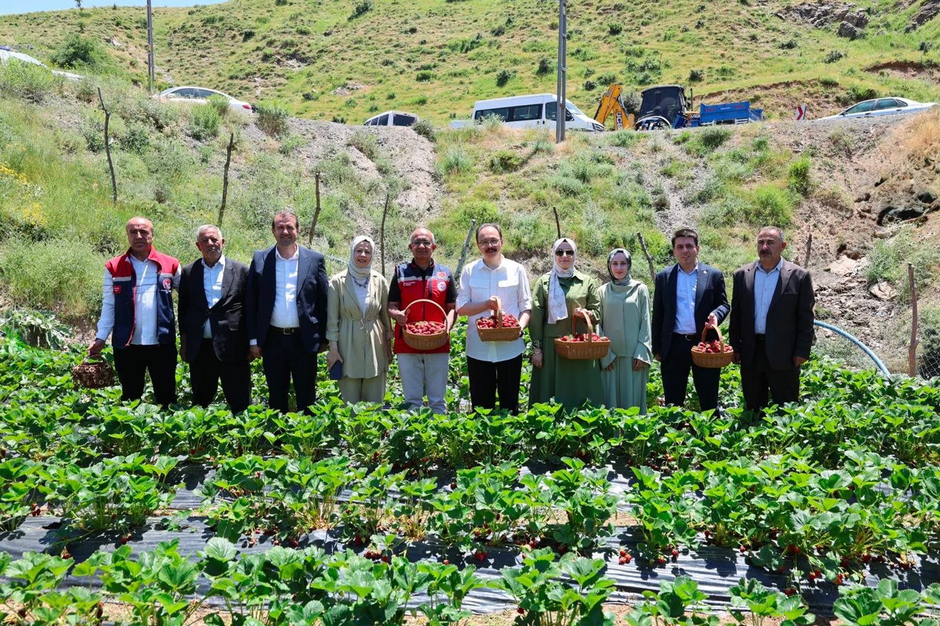 Siirt'te çilek hasadı başladı