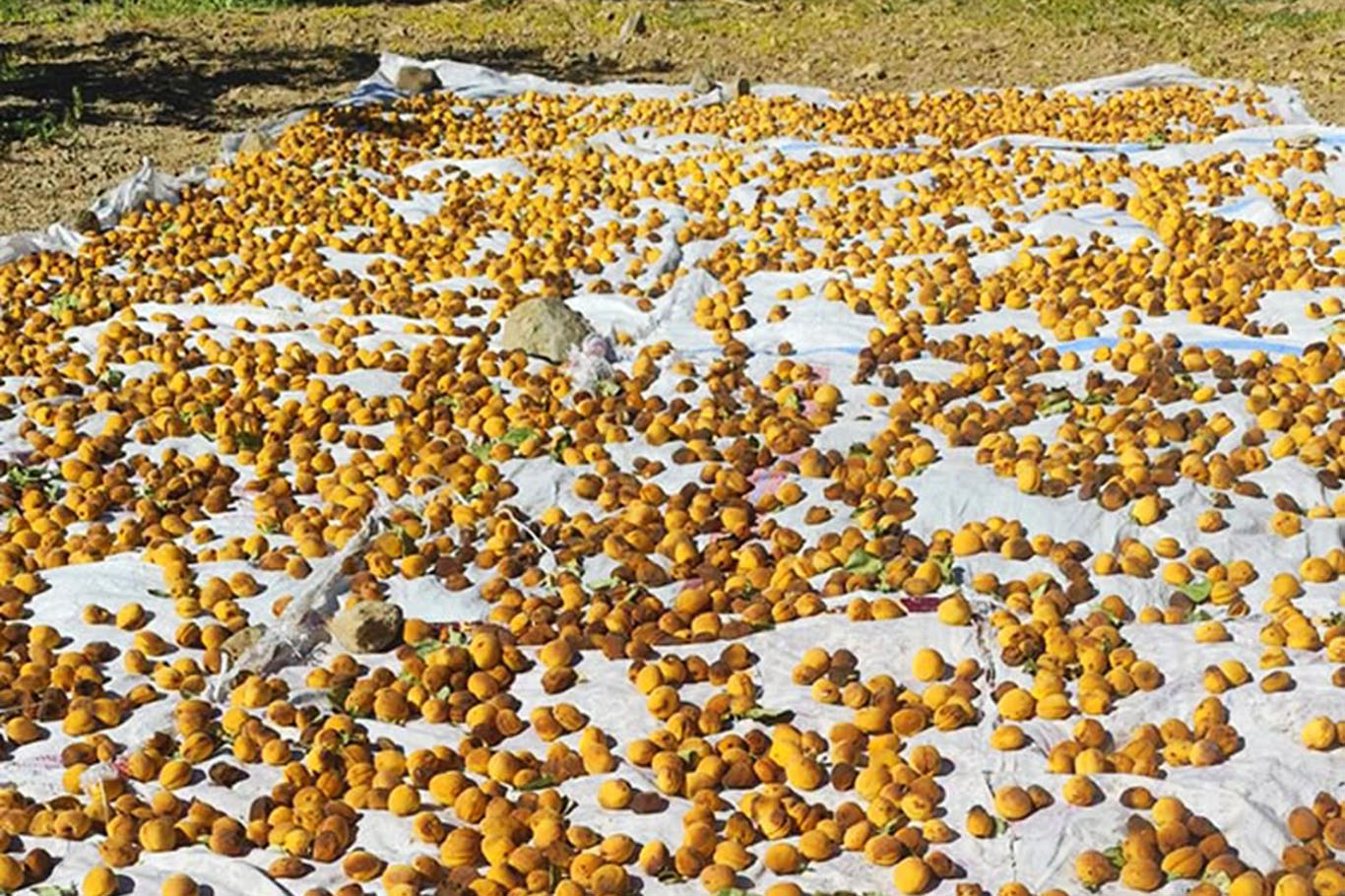 Malatya'da pestisit denetimlerinde 21 üreticiye işlem yapıldı