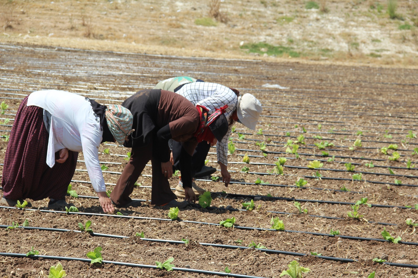 Tarım işçilerinin kavurucu sıcakta düşük yevmiyeyle geçim mücadelesi