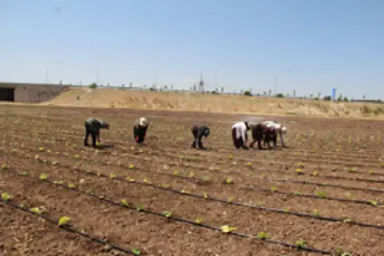 Tarım işçilerinin kavurucu sıcakta düşük yevmiyeyle geçim mücadelesi