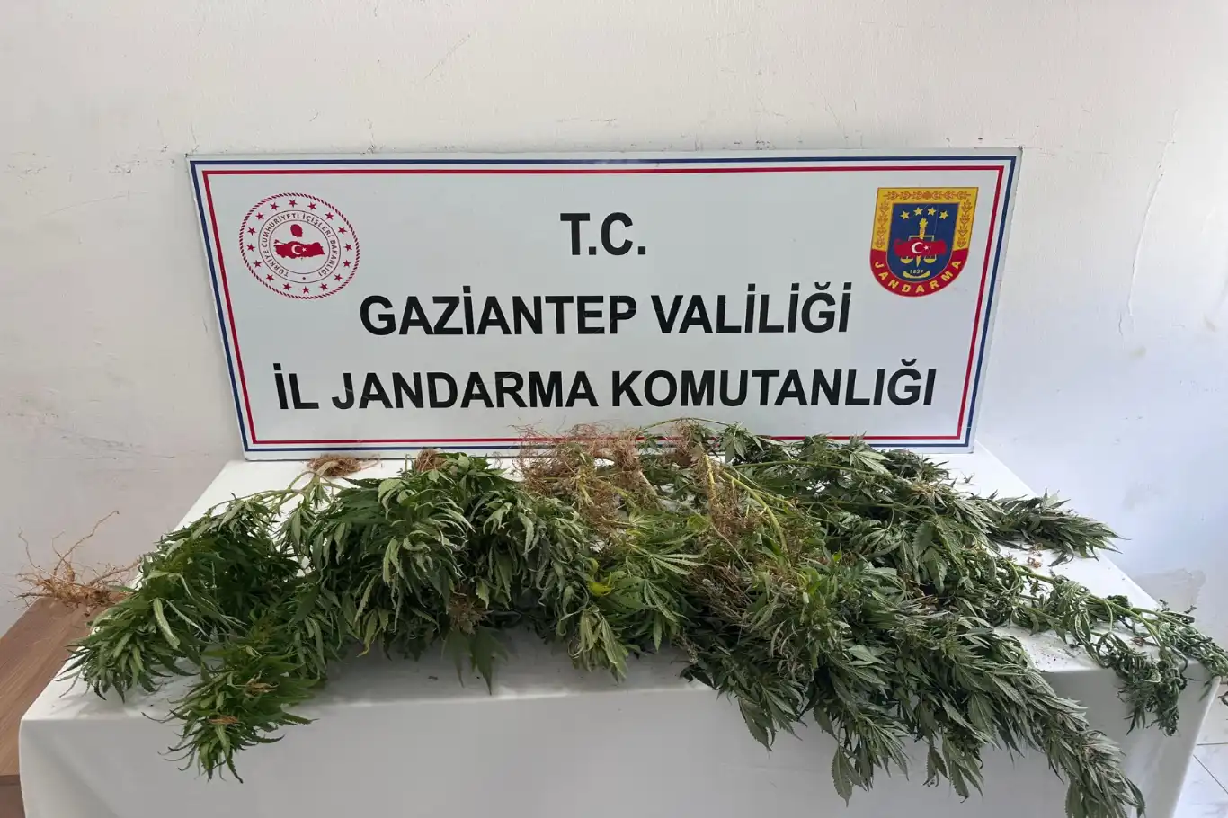 Gaziantep’te kenevir ekimine jandarma operasyonu