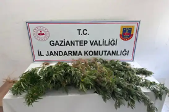 Gaziantep’te kenevir ekimine jandarma operasyonu