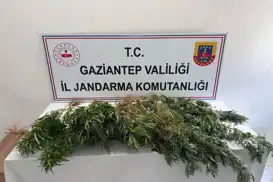Gaziantep’te kenevir ekimine jandarma operasyonu