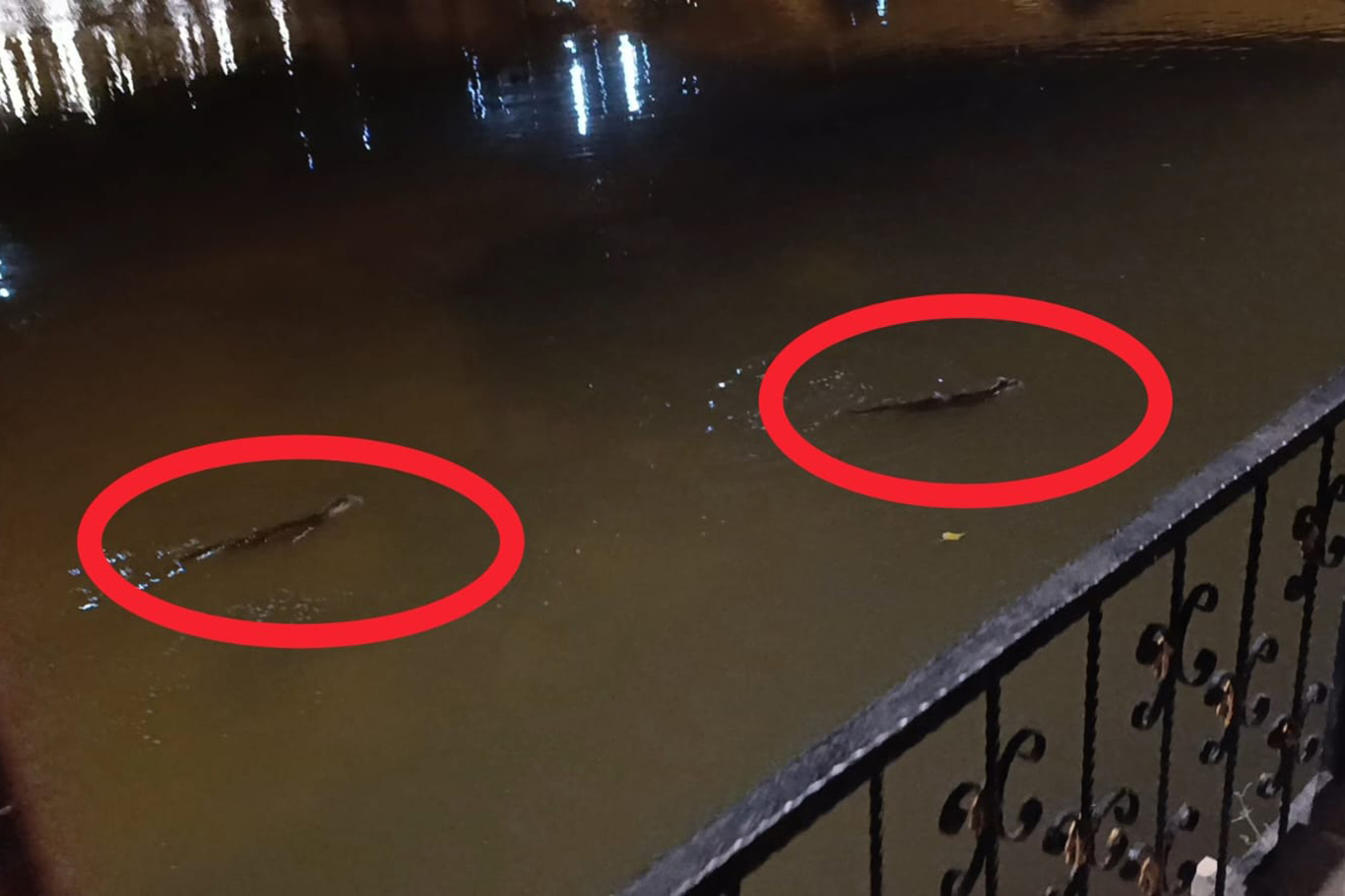 Diyarbakır'da On Gözlü Köprü yakınlarında su samuru görüldü