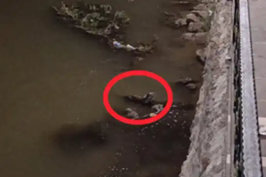 Diyarbakır'da On Gözlü Köprü yakınlarında su samuru görüldü
