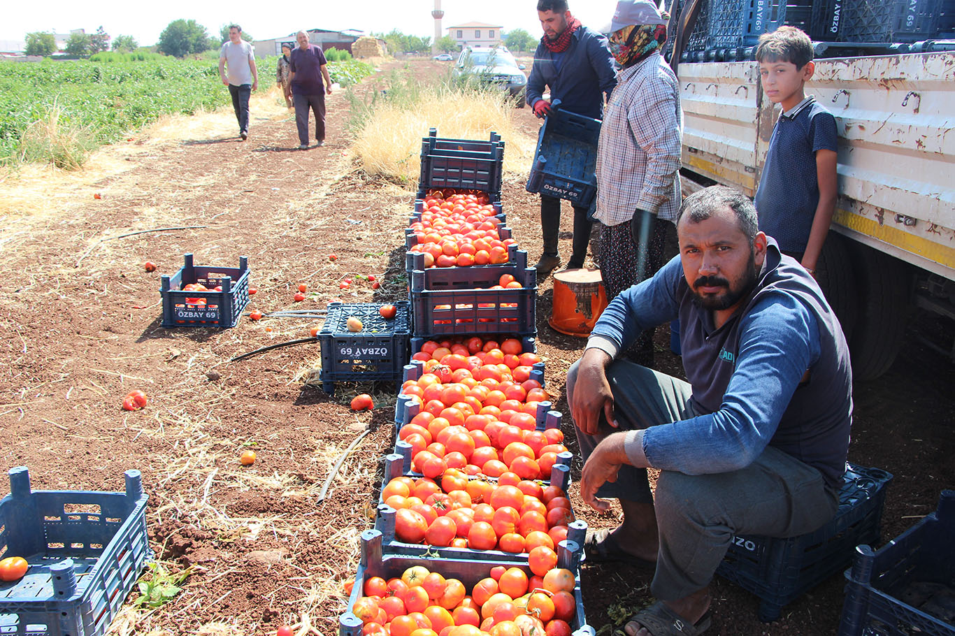 Gaziantep'te domates üreticileri artan girdi maliyetleri ve düşük ürün fiyatlarından şikayetçi