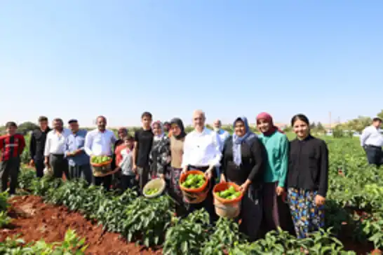 Gaziantep'te fide desteği alan çiftçilerde hasat dönemi başladı