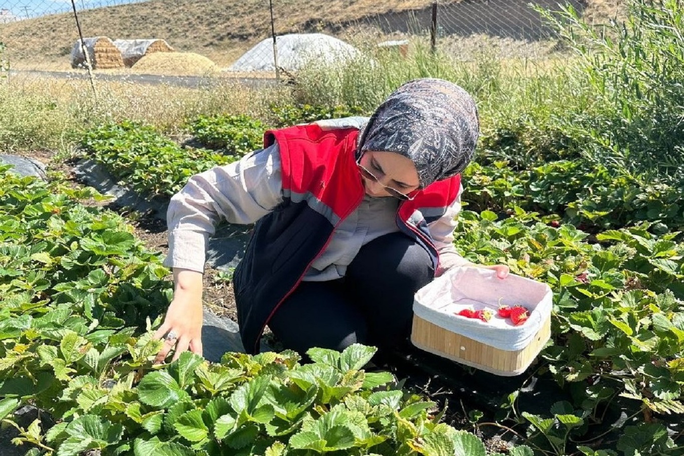 Aroma kalitesi yüksek çilekler yetiştiriyorlar