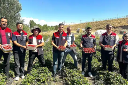 Aroma kalitesi yüksek çilekler yetiştiriyorlar