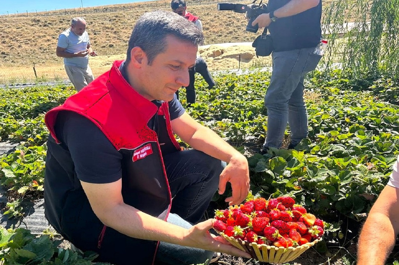 Aroma kalitesi yüksek çilekler yetiştiriyorlar