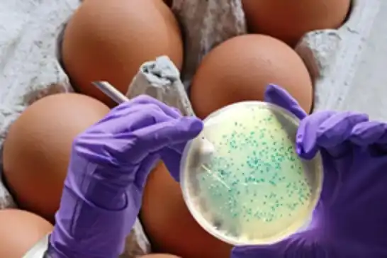 UK probes Salmonella outbreak after one death and 207 infections