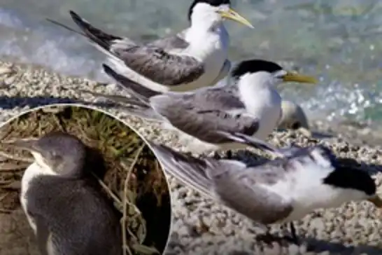 Australia reports major H5 bird flu escalation after mass seabird deaths