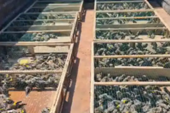 Hatay’da 2 bin 114 saka kuşu ele geçirildi