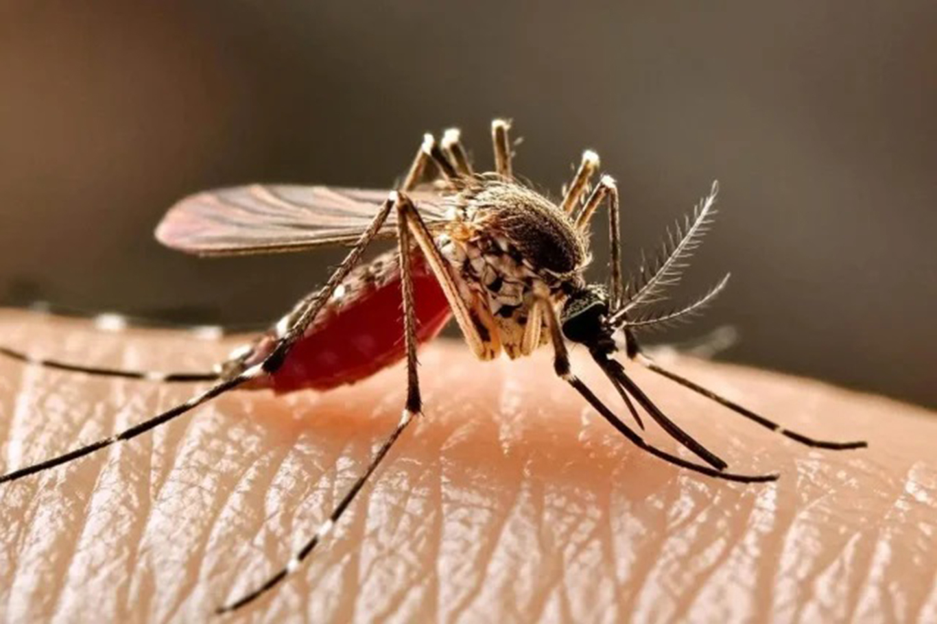 ECDC warns Europe faces growing mosquito-borne disease threat