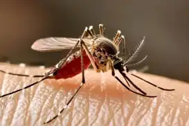 ECDC warns Europe faces growing mosquito-borne disease threat