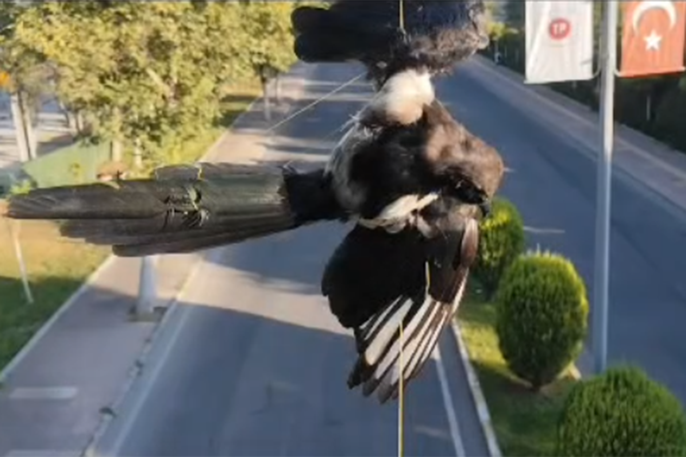 Batman'da direğe dolanan kuş kurtarıldı