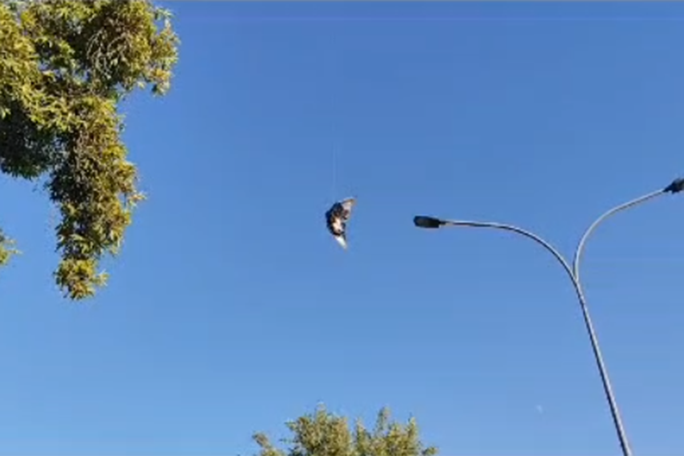 Batman'da direğe dolanan kuş kurtarıldı