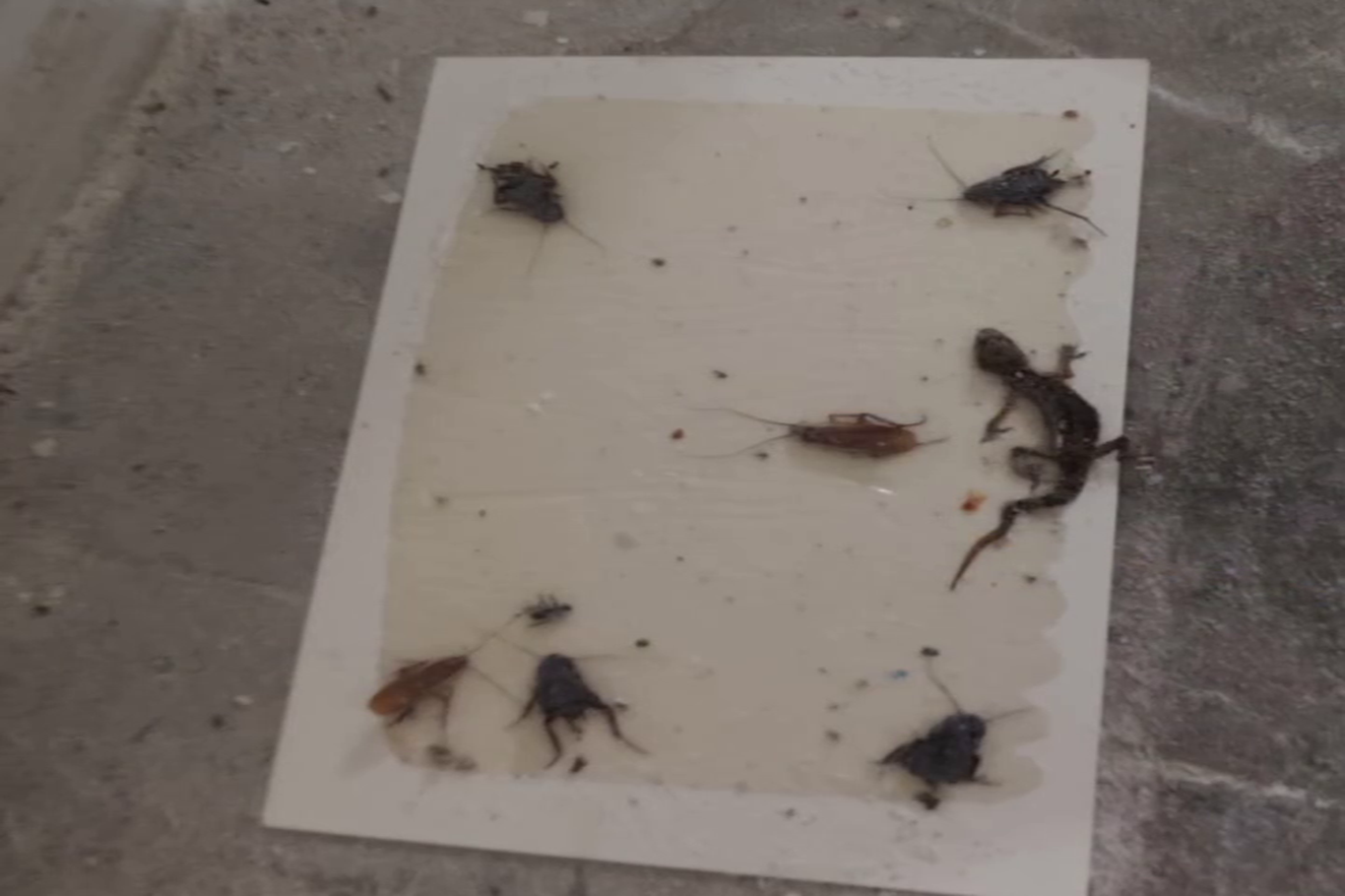 Gaziantep'te ölü haşerelerin bulunduğu fırına 3 gün kapatma cezası