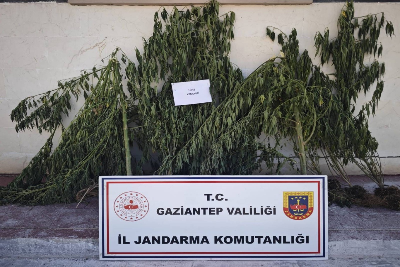 Gaziantep'te kenevir ekimi yapan 9 şüpheli yakalandı