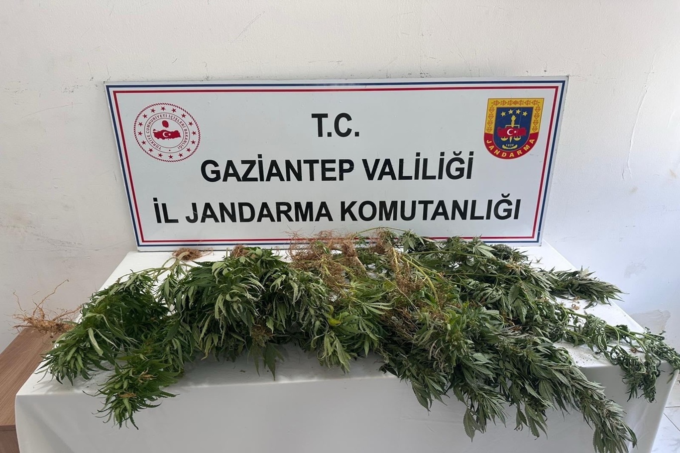 Gaziantep'te kenevir ekimi yapan 9 şüpheli yakalandı